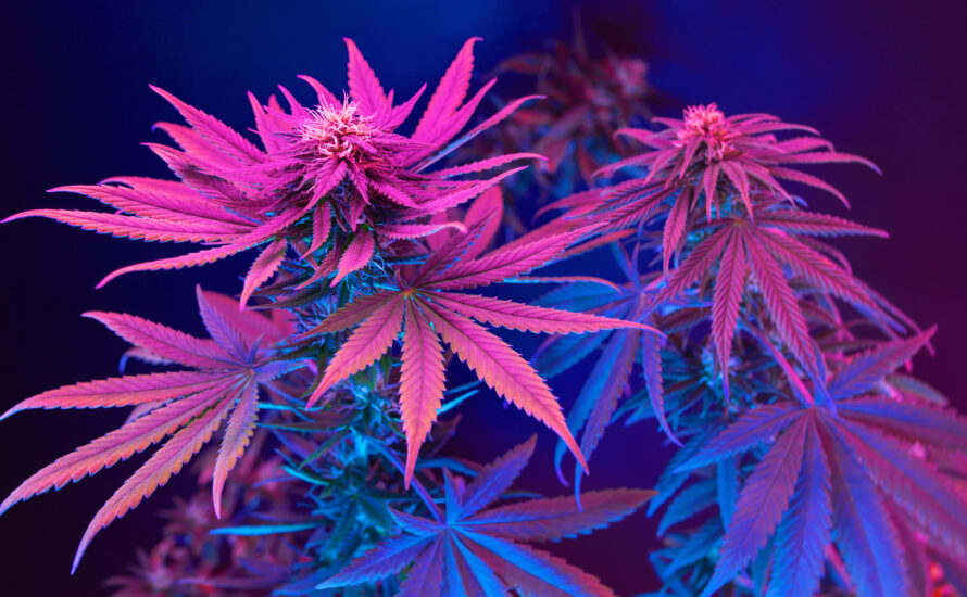 Faktencheck: Ampel will Cannabis verkaufen, aber nicht entkriminalisieren