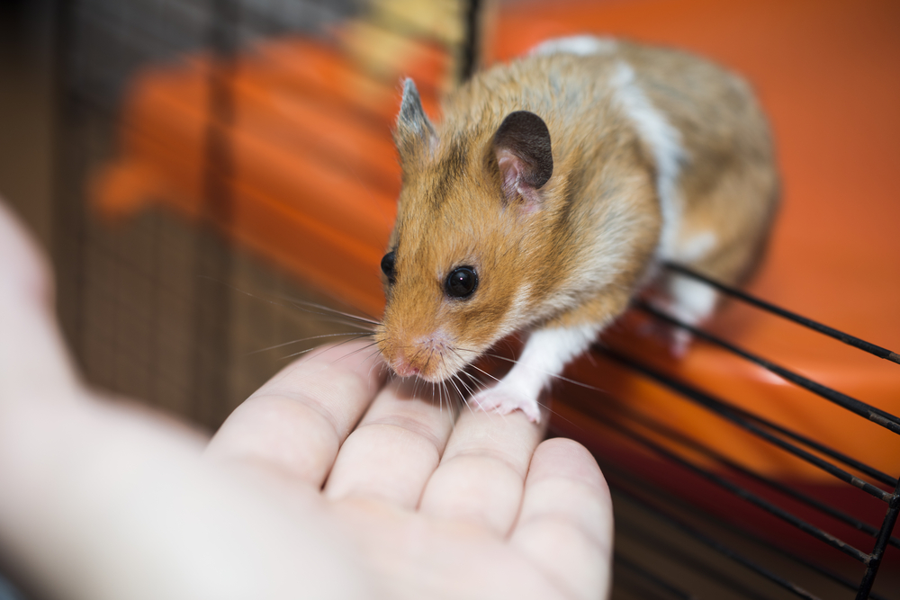 Hamster ohne Arzt