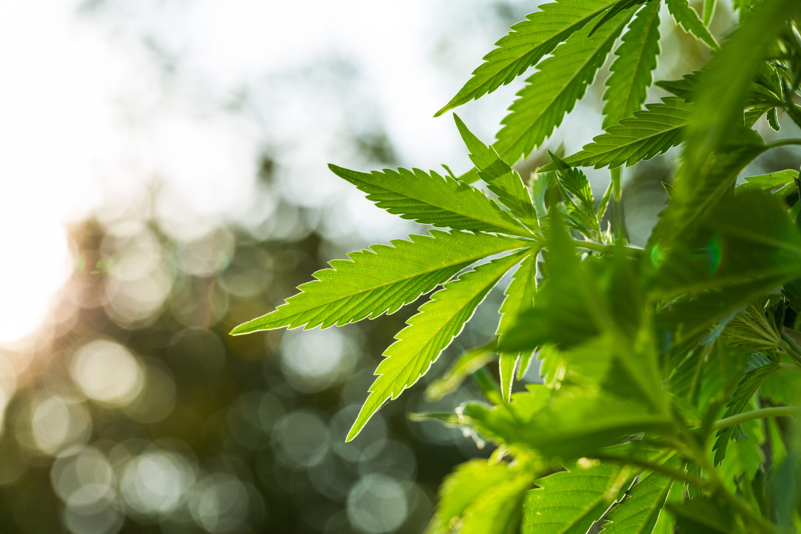 Cannabis-Legalisierung: Für ein Recht der Jugend auf Spaß