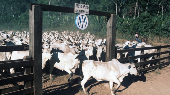Weiterer Volkswagen-Skandal: Zwangsarbeit und Folter auf Rinderfarm in Brasilien